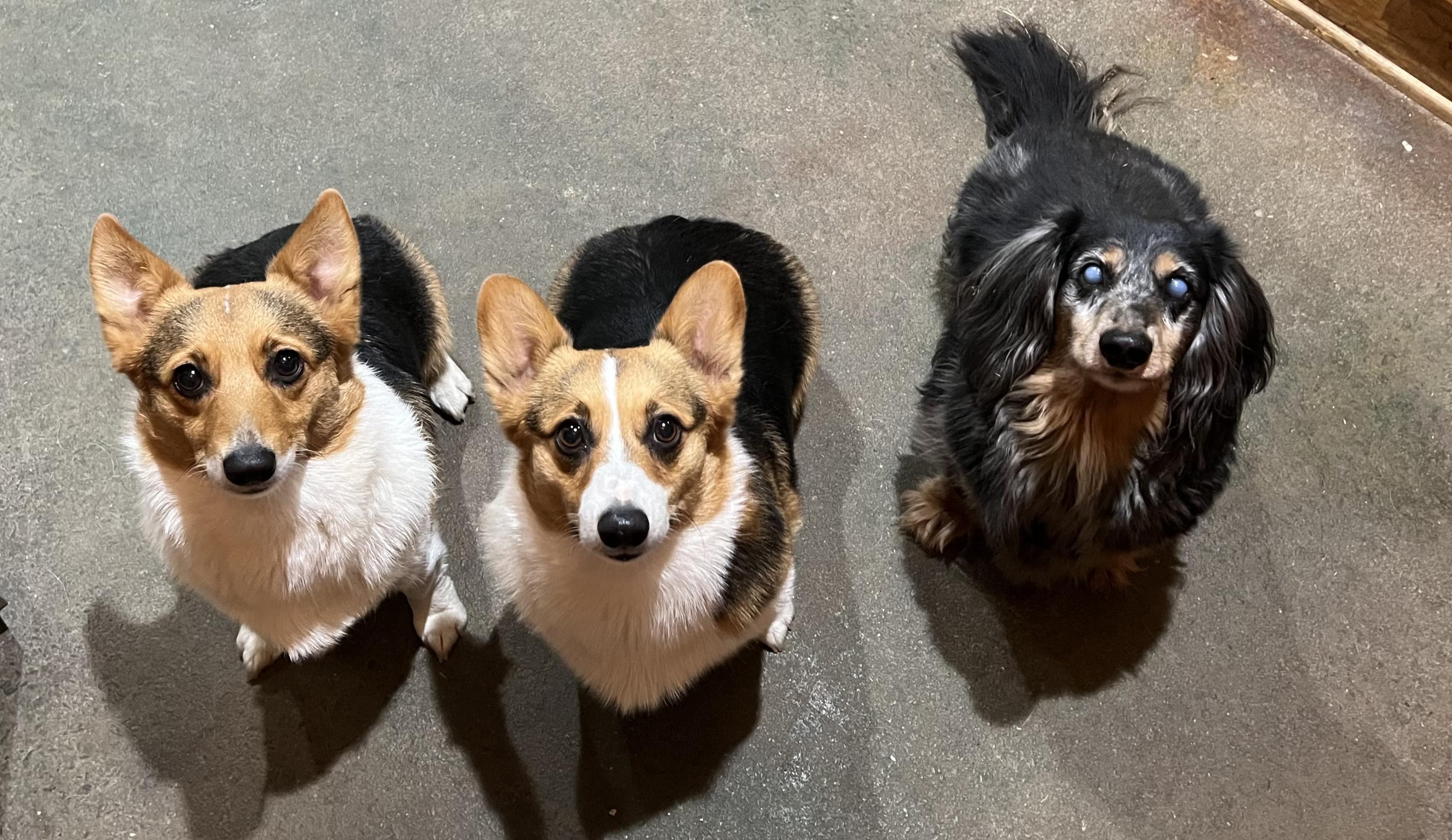 threedogs